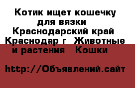 Котик ищет кошечку для вязки - Краснодарский край, Краснодар г. Животные и растения » Кошки   